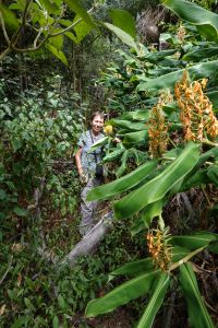 HEDYCHIUM GARDNERIANUM - invazivní rostlina