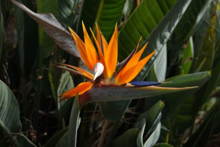 STRELITZIA NICOLAI - strelicie - symbol Jihoafrické republiky