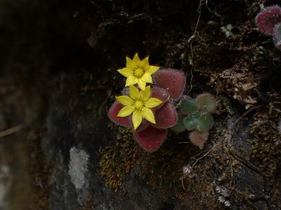 AICHRYSON VILLOSUM – endemit Makaronésie