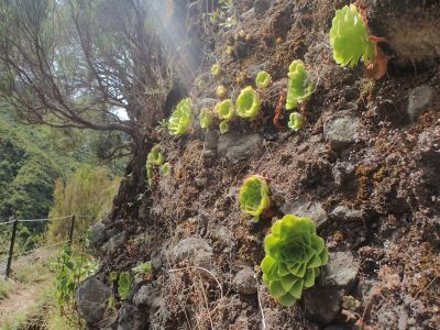 AEONIUM GLANDULOSUM – endemit Madeiry