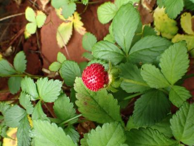 POTENTILLA INDICA - nejdelá jahodka