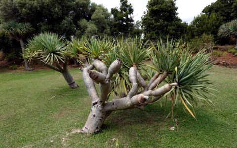 DRACENA DRACO - dračinec obecný - endemit Makaronésie