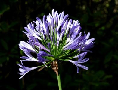 AGAPANTHUS AFRICANUS - kalokět africký