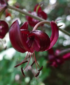 LILIUM CARNIOLICUM - lilie
