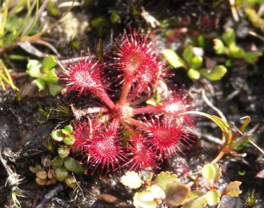 Drosera Stenopetala – rosnatka - Endemit NZ