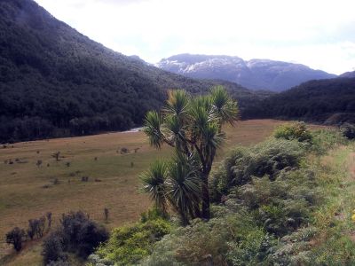 Dračinka – Cordyline australis – maorsky KAUKA – na NZ roste 5 endemických druhů, Maoři používali mladé listy jako potravinu (cabagge tree – chutí připomínají zelí), ze starších pletli košíky, 