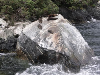Tuleni v Milford Sound