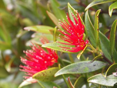 Železnec – Pohutukawa - METROSIDEROS EXCELSA –50 druhů, 12 z nich je endemických na NZ. 