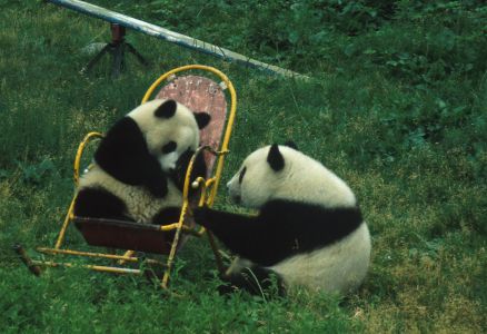 Peking - ZOO - pandy