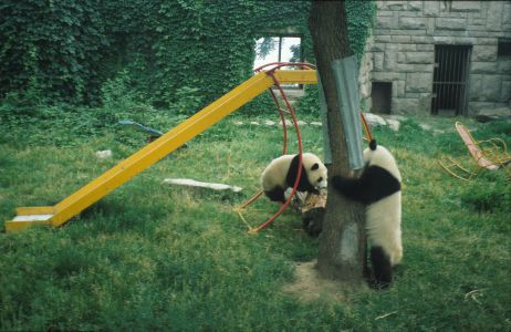 Peking - ZOO - pandy