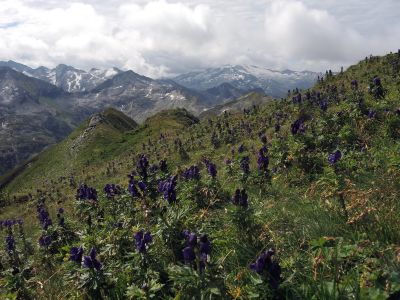 Neuvěřitelná modrofialová louka na vrcholu Nebelkareck (2535 m)