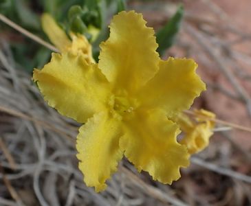Lithospermum Incisum - kamejka