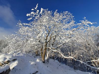 Havrania skala