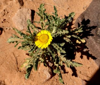 Asteriscus Graveolens
