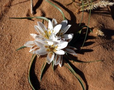 Androcymbium gramineum - Ocúnovité