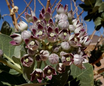 CALOTROPIS PROCERA – plchoplod otevřený, nazývaný též sodomské jablko.