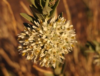 Solenostemma oleifolium - TOLITA