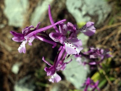 ORCHIS ANATOLICA