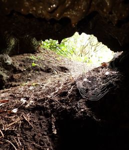 I v lávovém tunelu spřádají pavouci své sítě.