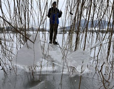 Ledové desky na rákosí svědčí o poklesu hladiny.