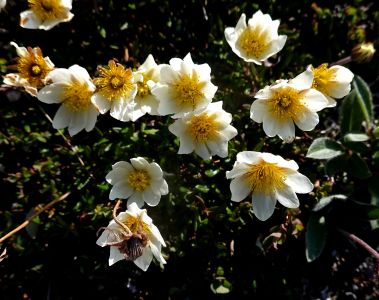 I na ostrově Disko kvetly v jinak nehostinné krajině krásné květiny - dryádky.  
