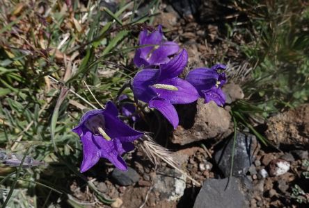 Campanulla collina - zvonek