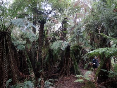 Stromové kapadiny v NP Otway