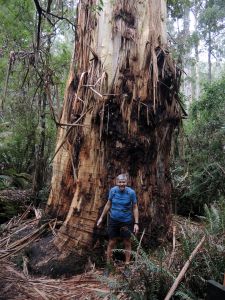 Petr před obrovským eukalyptem