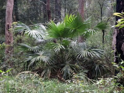 Les při výstupu na The Castle byl plný palem.