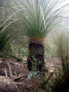 Travní strom - Grass Tree - xanthorrhoea se dožívá věku 350 až 450 let.