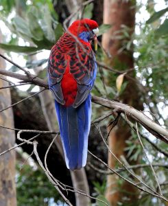 Rosella pestrá (Platycercus elegans), papoušek pocházející z jihovýchodní Austrálie. 