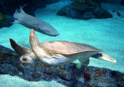 Dospělé karety váží průměrně 135 kg a jejich karapax (hřbetní krunýř) měří 70 až 95 cm. 