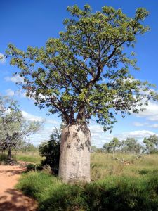 V severní Austrálii jsem baobaby nečekal.