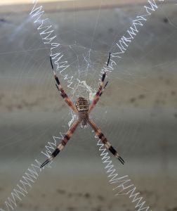 Křižák Keyserlingův