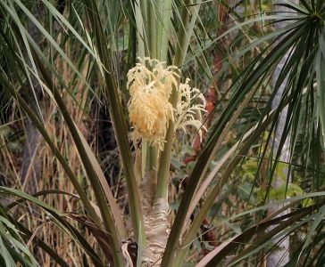 Kvetoucí datlová palma