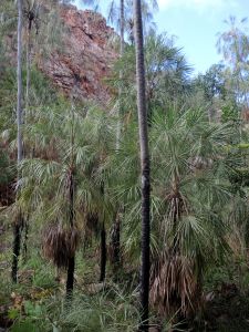 Palmy v Butterfly Gorge 