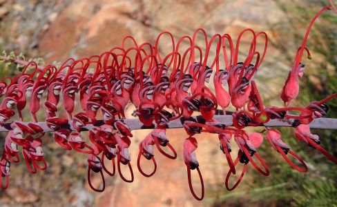 Grevillea - pavoučí květina
