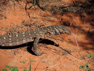 Varan obrovský (Varanus giganteus), v Austrálii zvaný perentie. Patří mezi pět největších žijících ještěrů na Zemi, může dosahovat délky až okolo 2,5 metru. 