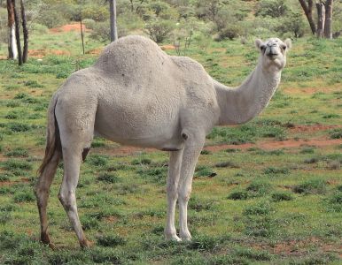 Bílý velbloud ve velbloudí farmě.