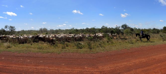 Tisícihlavá stáda vedou honáci na koních i motorkách.