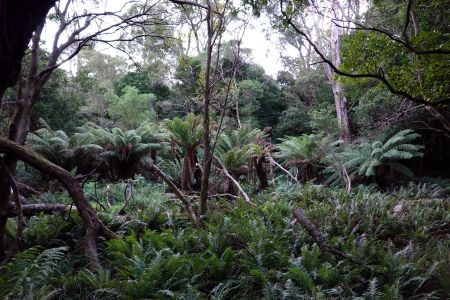 Pod Mount Bishopem je krásný okruh Lilly Pilly Gully Circuit s množstvím stromových kapradin.