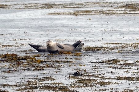 Pozorujeme tuleně v Ytri Tunga.
