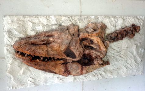 Byla tu nalezena kostra mosasaura.