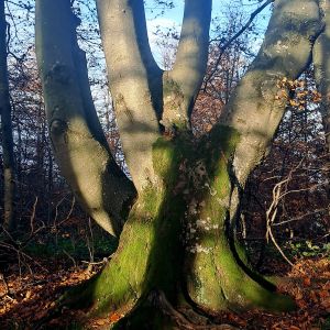 Tančící buk před Lubaní