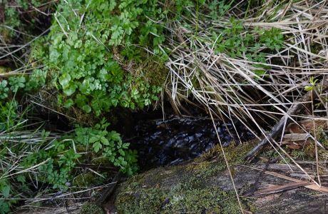 V houštinách skrytý pramen Bílé Wisly.