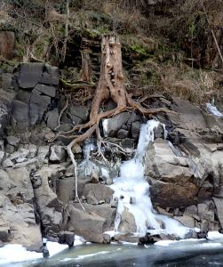 Pařez se na nás dívá pobaveně ze břehu.