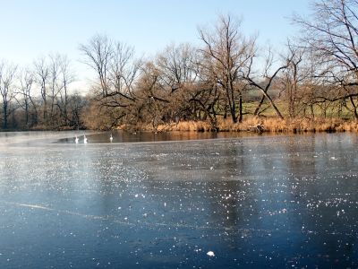 Labutě si vyrobily rybníček.