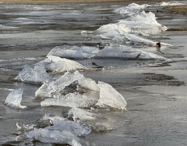 Labuť – ledové kry