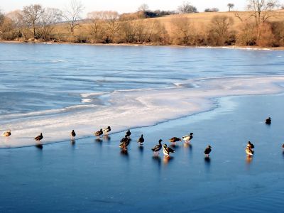 Tento led na Labuti u hráze udrží jen kachny.