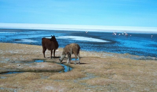 Bolivie - lamy